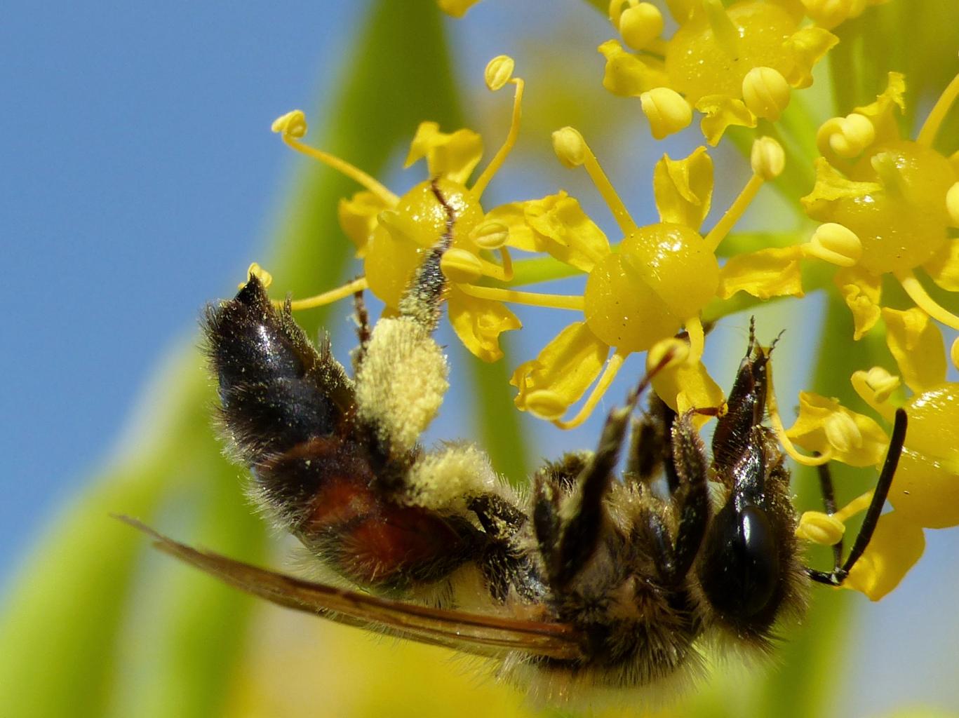 Andrena sp. (?) su ferula